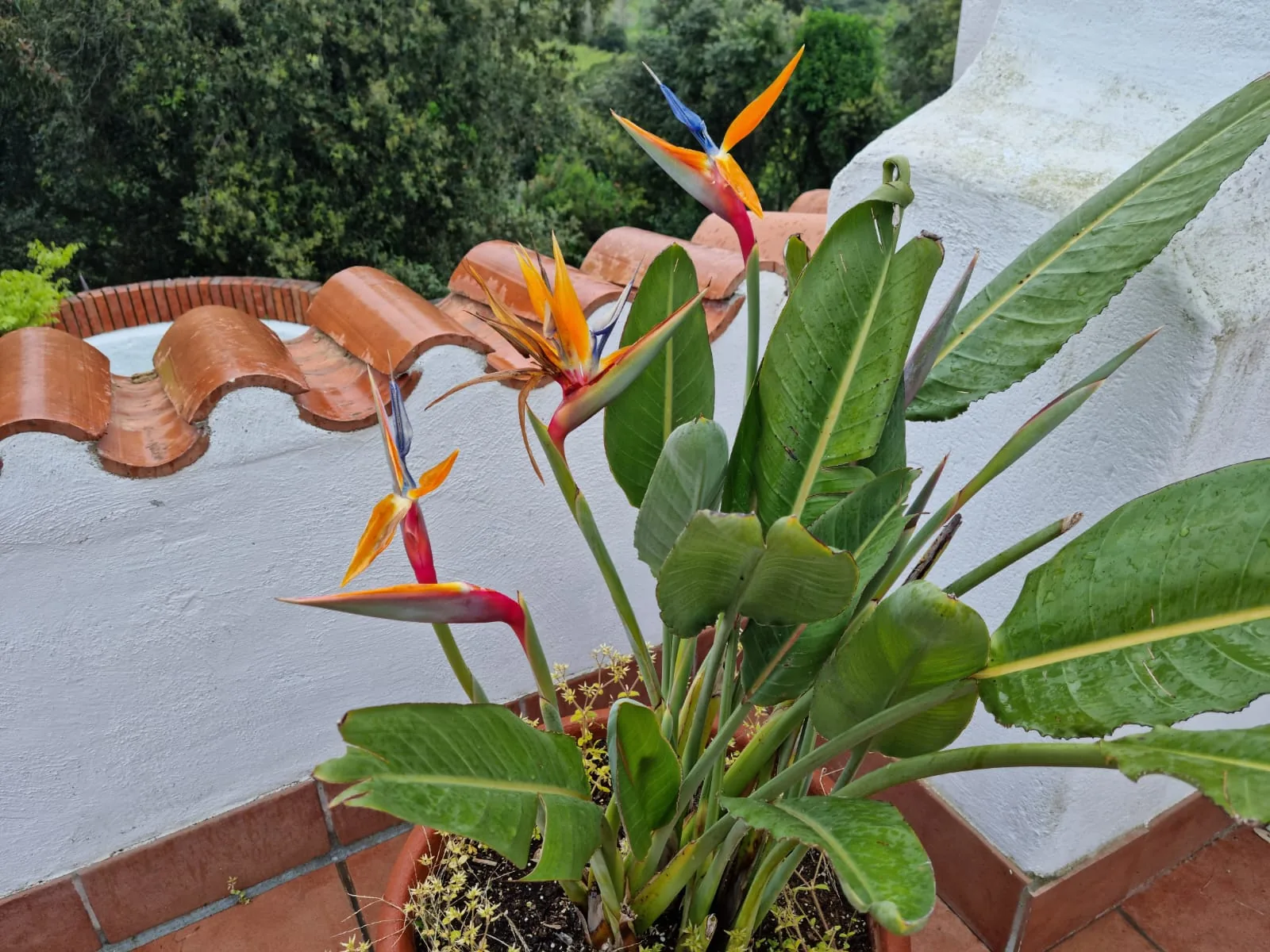 strillizie
